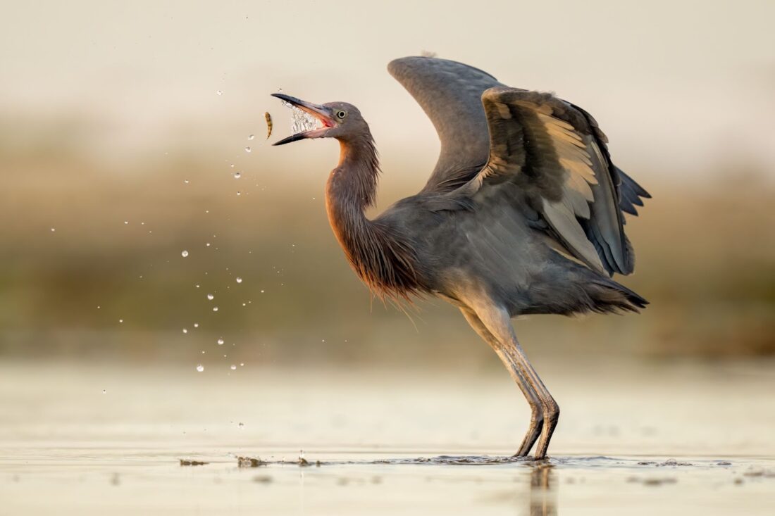 Local photographer earns recognition from National Audubon Society | News, Sports, Jobs - FORT MYERS - Vimarsana News